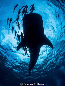 Ample ... ! Whale Shark - Rhincodon typus. Sail Rock, Tha... by Stefan Follows 